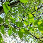 Betula alleghaniensis List