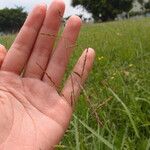 Eriochloa procera Tervik taim