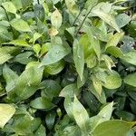 Ruscus hypophyllum Blatt