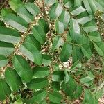 Pterocarpus soyauxii Hoja