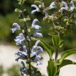 Salvia somalensis Květ