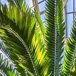 Encephalartos woodii Frunză