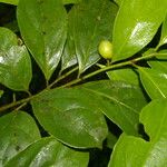 Casearia coronata 葉