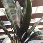 Sansevieria hyacinthoides Folha