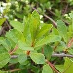 Exochorda racemosa Hoja