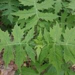 Polymnia canadensis Leaf