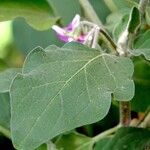 Solanum melongena Φύλλο