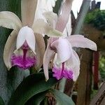 Cattleya intermedia Bloem