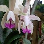 Cattleya intermedia Blomma