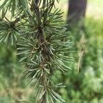 Cedrus atlantica Feuille