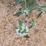 Mitracarpus hirtus Flower