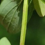 Hypericum tetrapterum Bark