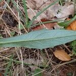 Hieracium sabaudum ഇല