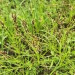 Cyperus blysmoides Цвят