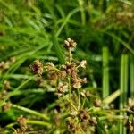 Scirpus atrovirens 果