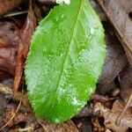 Viburnum rufidulum Foglia