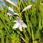 Watsonia borbonicaKvet