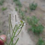 Cardamine resedifolia Bloem