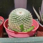 Mammillaria matudae Ліст