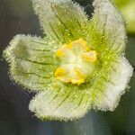 Bryonia cretica Blüte