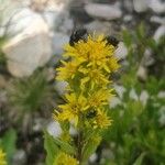 Solidago virgaureaFloro