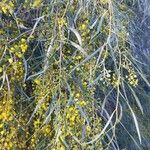 Acacia retinodes Kvet