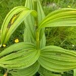 Veratrum album Frunză