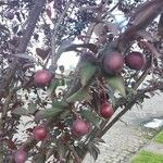 Prunus cerasifera Frucht