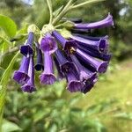 Iochroma cyaneum Blomma