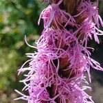 Liatris spicata 花