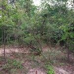 Salacia chinensis Habitatea