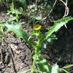 Sonchus asper花