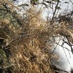 Artemisia californica Fruto