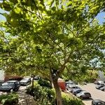 Catalpa bignonioides Habitus