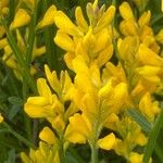 Genista sagittalis Flor