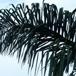 Attalea maripa Folha