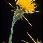 Centaurea solstitialis 花