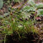 Juncus duthiei Habitat