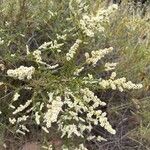 Adenostoma fasciculatum Flor