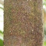 Pouteria cayennensis Bark