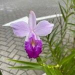 Arundina graminifolia Flor