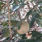 Morisonia americana Fruit