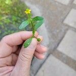 Ranunculus abortivus Plante entière