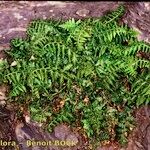 Asplenium obovatum आदत