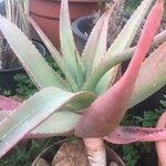 Aloe rubroviolacea Lehti