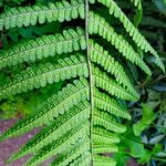 Dryopteris × complexa ফল
