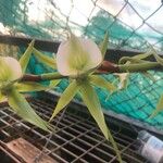 Angraecum eburneum Blüte