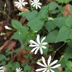 Stellaria nemorum Цветок