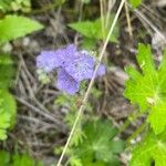 Phacelia distans Flower