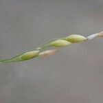 Milium effusum ഫലം